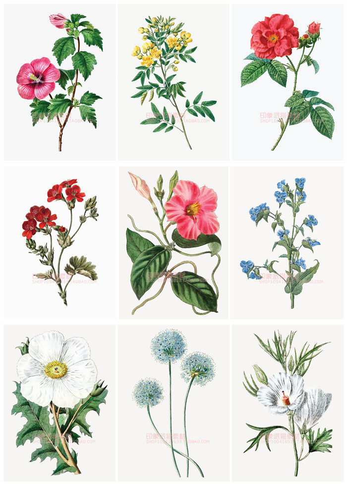 a0881矢量ai设计素材 欧洲古董复古花朵植物插图