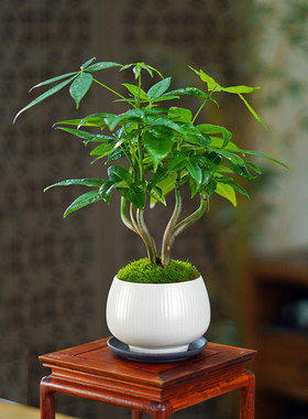 奇趣发财树耐阴好养桌面小植物