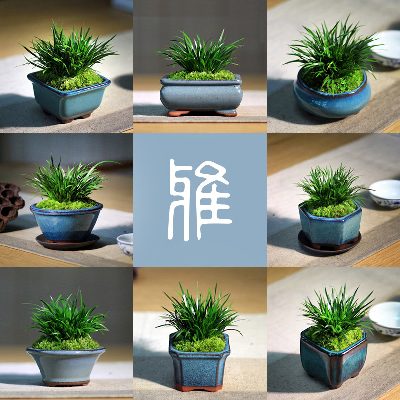 蓝幽蒲 金钱菖蒲 虎须菖蒲石菖蒲日本黄金姬盆栽菖蒲盆景文竹茶道