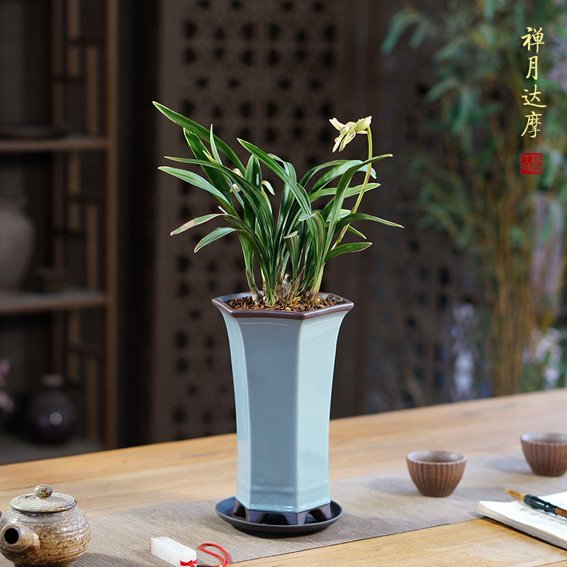 禅月达摩兰花国兰建兰桌面盆栽办公室书房客厅茶室耐阴好养绿植物,鲜花速递/花卉仿真/绿植园艺,国兰/杂交兰/洋兰类,淘宝优惠券,粉丝福利购,淘宝优惠卷