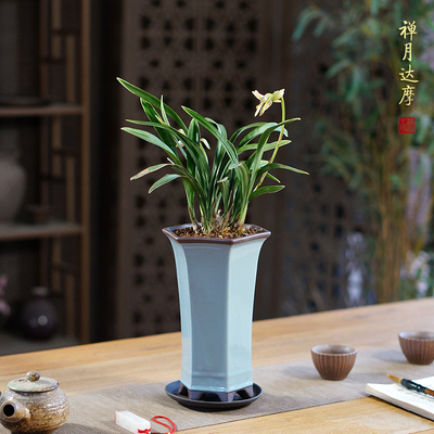 禅月达摩兰花清雅细腻带盆栽好