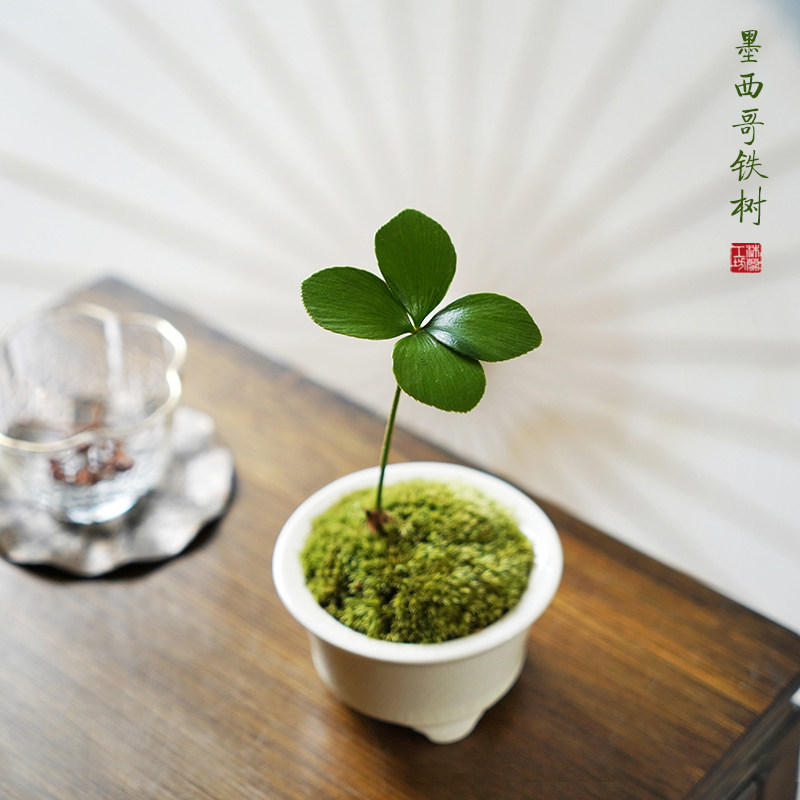 墨西哥铁树四叶草幸运草掌上迷你桌面室内盆栽办公室书桌好养绿植