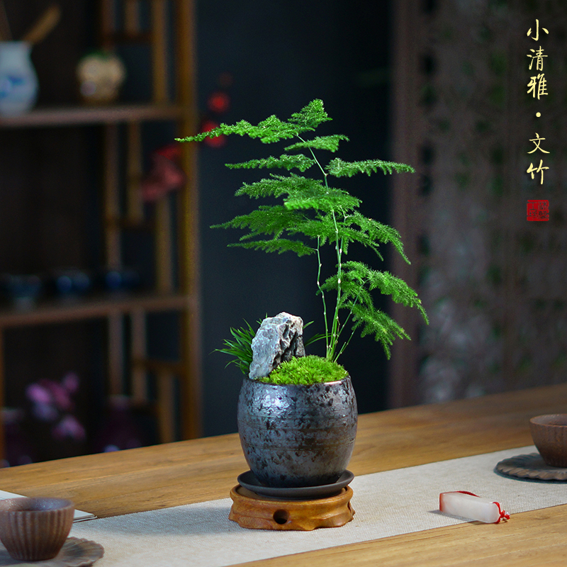 一个包邮文竹盆景书房净化空气