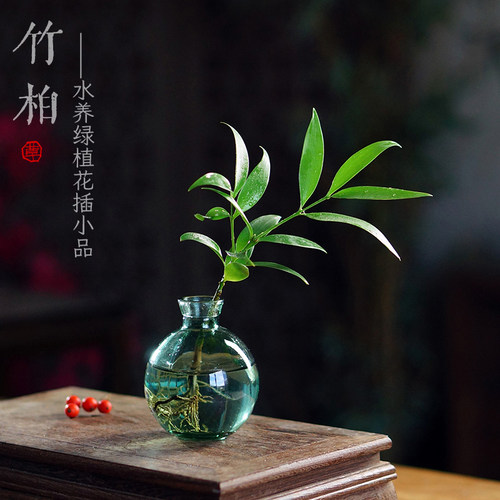 水养竹柏耐阴好养禅意十足