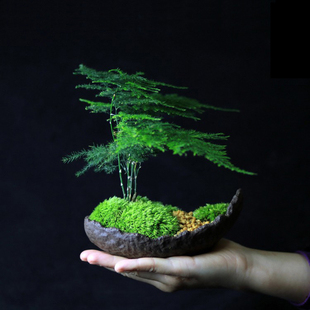 小盆景茶桌茶台茶室植物 文竹盆栽室内桌面耐阴好养办公室创意日式