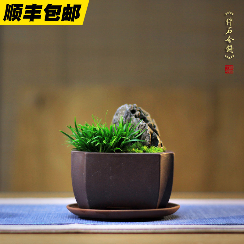 伴石金钱虎须菖蒲盆景蒲草苔藓紫砂茶桌办公桌面小盆栽绿植花卉
