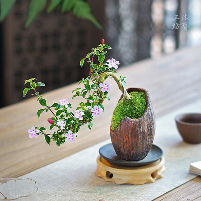 迷你悬崖六月雪紫砂苔藓禅意微型盆景盆栽办公桌茶桌面绿植常绿