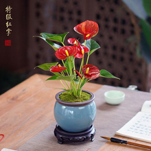 特级红掌盆栽花烛办公室桌面耐阴花卉植物室内小绿植白掌四季开花