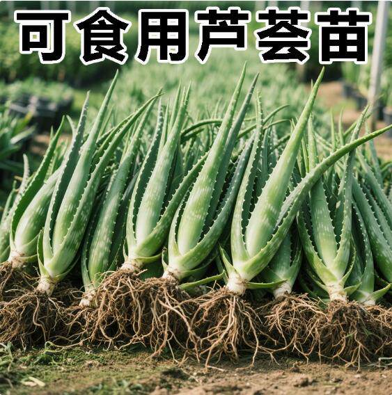 有机芦荟灌肤专用鲜叶胶汁粘稠芦荟盆栽室内库拉索芦荟可食用鲜叶