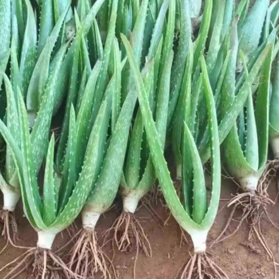 量大批美容食用,美国库拉索芦荟小苗盆栽养植盆栽芦荟苗芦荟叶片