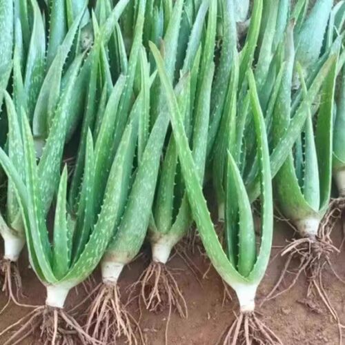 量大批美容食用,美国库拉索芦荟小苗盆栽养植盆栽芦荟苗芦荟叶片