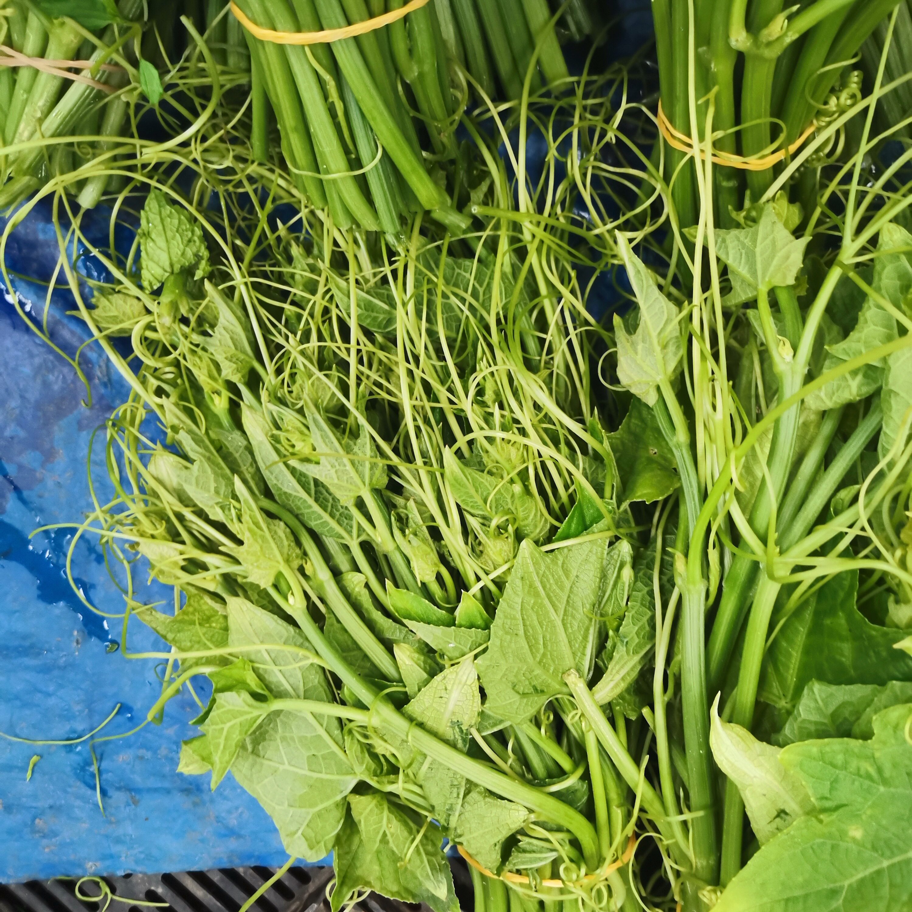 云南新鲜蔬菜佛手瓜尖阳丝瓜尖现挖现发嫩尖农家自种龙须菜蔬菜