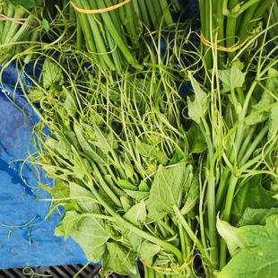 云南新鲜蔬菜佛手瓜尖阳丝瓜尖现挖现发嫩尖农家自种龙须菜蔬菜