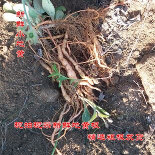地黄根 新鲜小地黄 地髓根 现拍现采中药材地黄饮子榨汁500克包邮