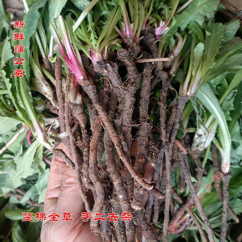 新鲜蒲公英中药材黄花苗纯根