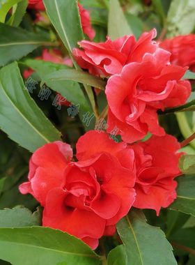 凤仙花 指甲草花苗红色染发染甲白色灰指甲 小桃红凤仙透骨草种子