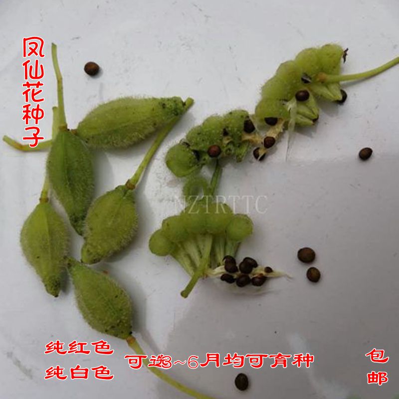 新鲜指甲花瓣 凤仙花干花瓣花粉染指甲小桃红种子凤仙透骨草包邮