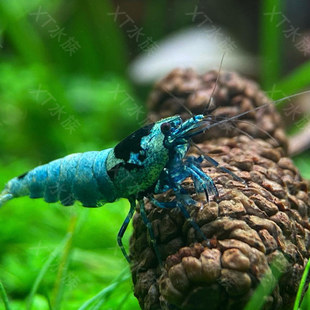 降酸果 桤木果 水杨子 观赏虾 生态缸 水晶虾专用 微量元素 造景