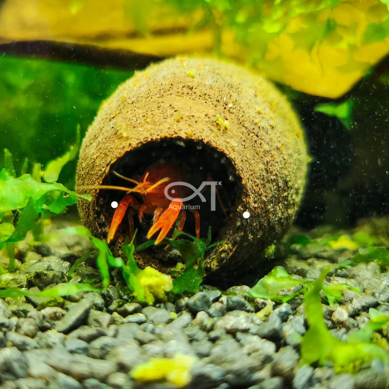 水晶虾躲避果壳 降酸 观赏虾降酸果 鳌虾躲避专微量元素 造景