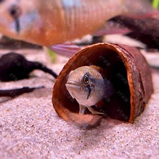 南美缸果壳短鲷躲避繁殖罐异型躲避果壳鱼缸造景天然素材造景素材