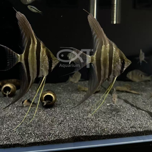 南美缸沙子 鱼缸底沙 底砂 麻麻灰沙子 黑沙