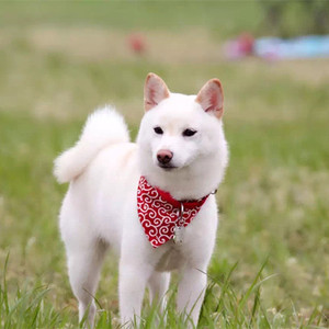 特价 日本柴犬三角巾唐草纹样宠物猫咪围巾狗狗口水巾系带子