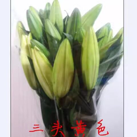 香水百合家居插花佛堂水养鲜切花