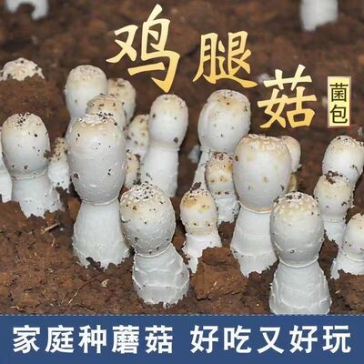 鸡腿菇菌出菇菌种 土培蘑菇种食用菌种菇种 家庭蘑菇鸡腿蘑