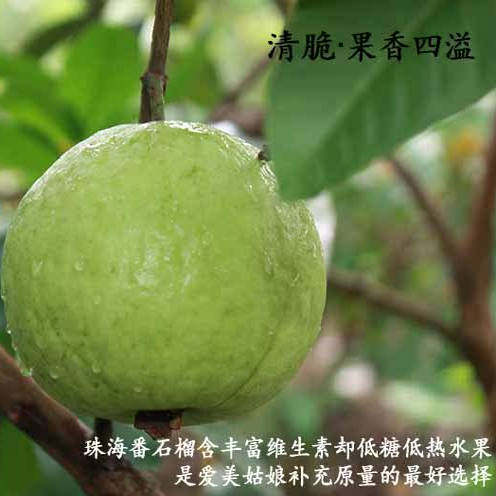 抢!珠海超脆甜番石榴白心芭乐新鲜水果孕妇水果 现摘现发5斤装