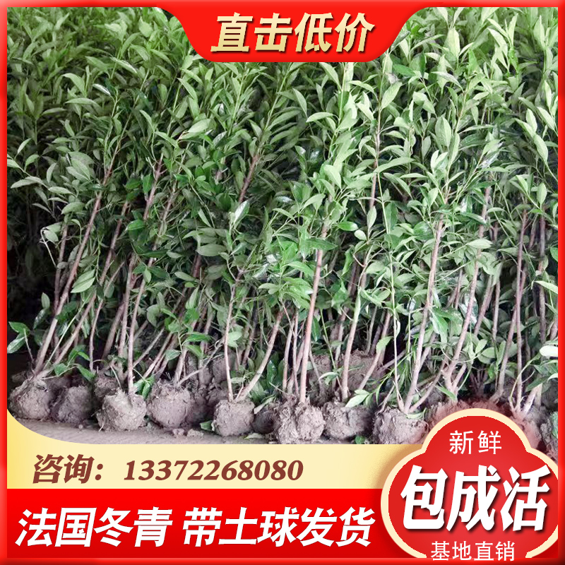 法国冬青珊瑚树苗别墅庭院绿篱四季常绿耐寒篱笆围墙植物树苗冬青