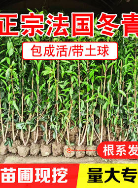 绿篱珊瑚法国冬青常绿篱笆植物