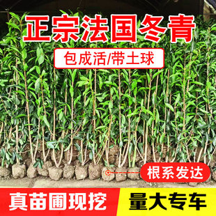 法青法国冬青树苗四季常绿篱笆植物别墅庭院绿篱珊瑚树户外围墙