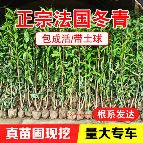 绿篱珊瑚法国冬青常绿篱笆植物