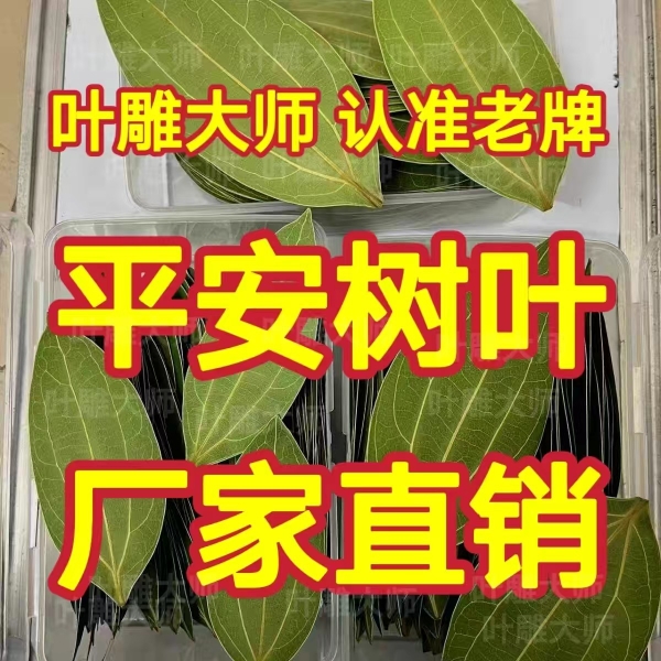 平安树叶标本干燥处理叶雕专用叶子机器紫外激光雕刻照片相框材料 鲜花速递/花卉仿真/绿植园艺 花艺材料 原图主图