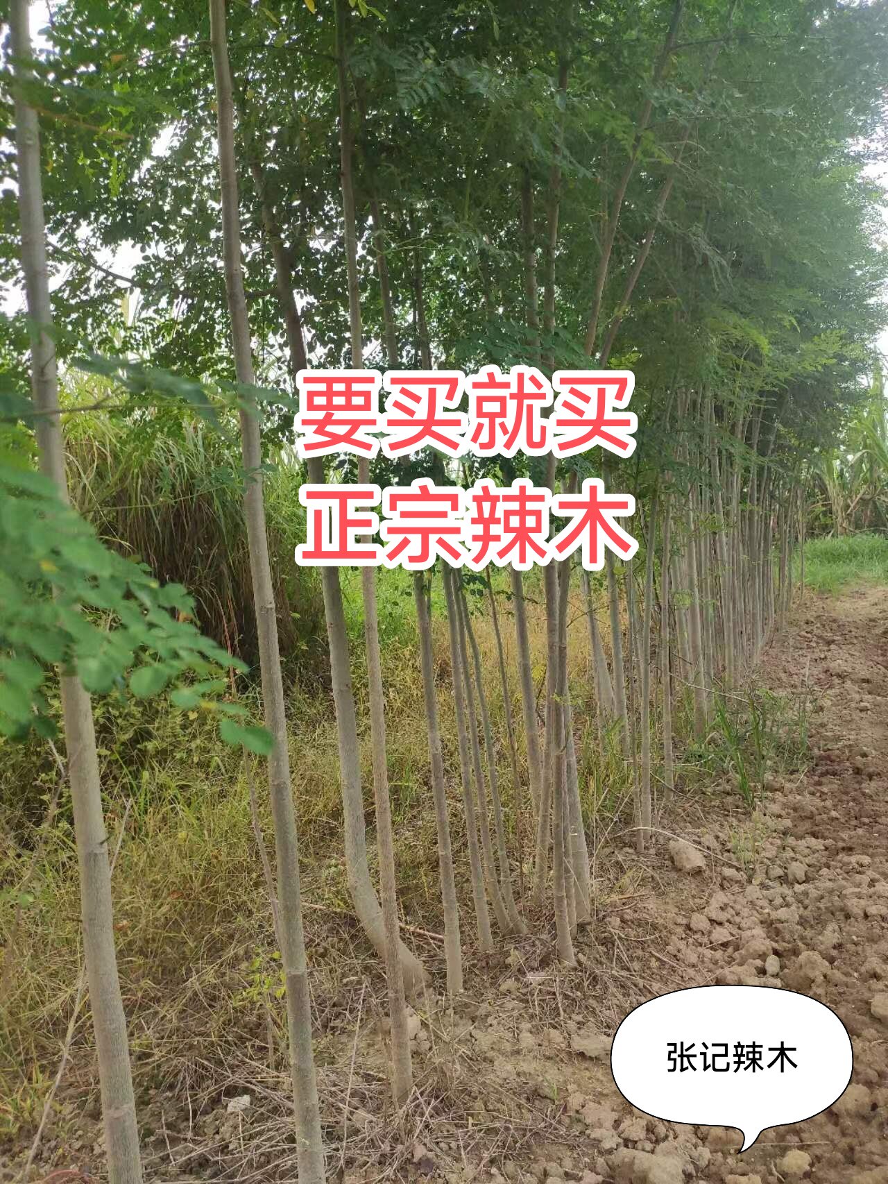 正宗辣木苗木辣木苗