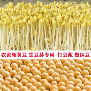 发芽黄豆生豆芽专用黄豆发豆芽黄豆农家大豆非转基因黄豆农家自种