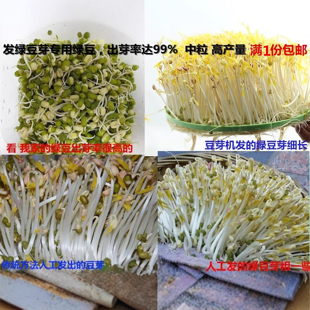 绿豆发绿豆芽新绿豆生豆芽豆苗专用芽菜绿豆一斤农家中粒绿豆包邮