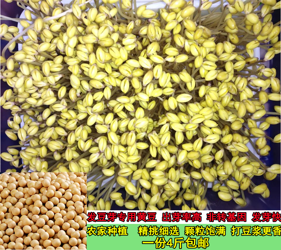 新黄豆发豆芽生豆芽专用黄豆发芽4斤芽豆苗菜打豆浆包邮非转基因