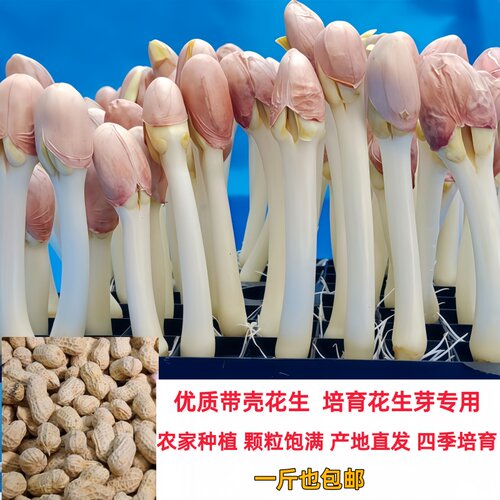 农家新鲜新花生专用发花生芽包邮
