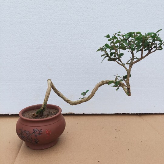 黄杨盆景老桩造型小叶童子功矮霸掌中宝微型盆栽绿植四季常青实拍