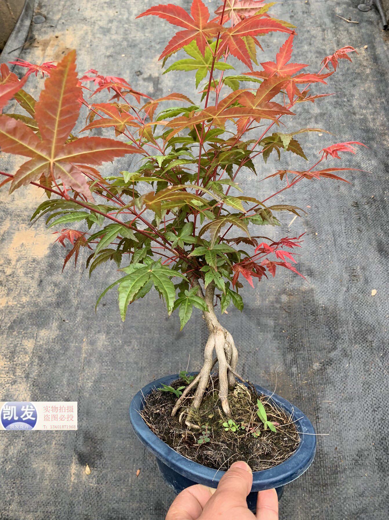 日本红枫盆景老桩 提根红枫盆栽红舞姬造型桩 阳台庭院树苗盆栽