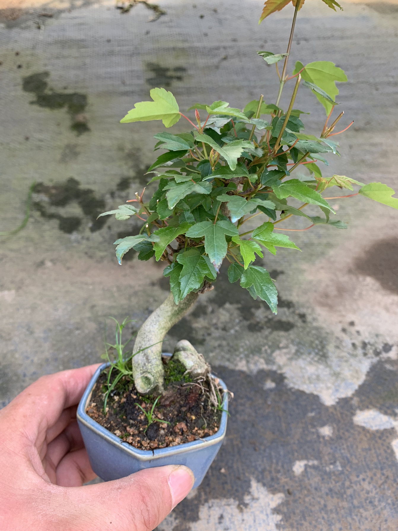 三角枫盆景老桩唐枫盆栽观叶植物室内办公桌花卉净化空气一物一拍