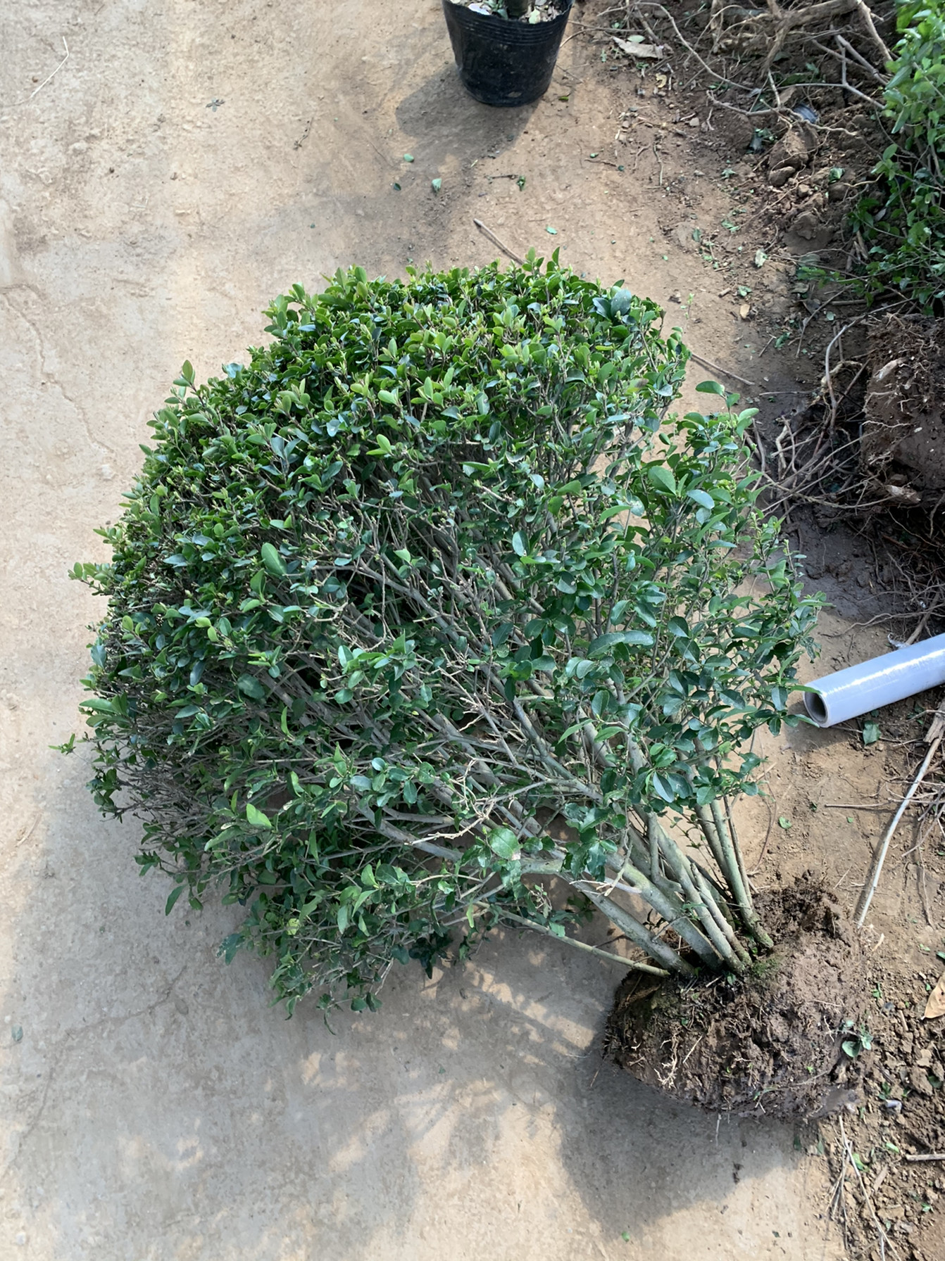 绿化工程苗独杆棒棒糖小叶女贞球丛生女贞球造型树四季常青植物