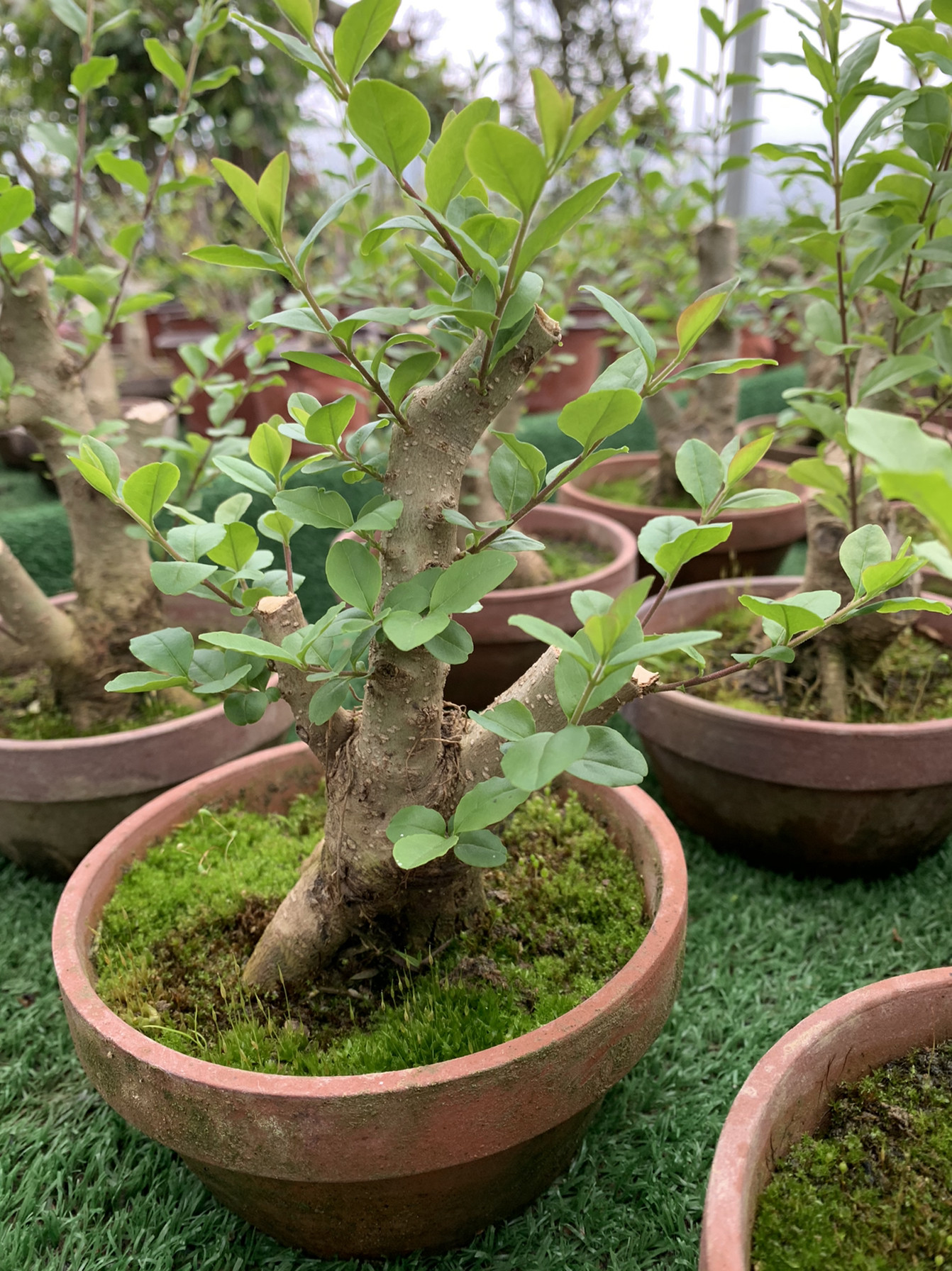 小叶女贞老桩盆景一物一拍四季常青开花结果耐寒耐热室内外小绿植