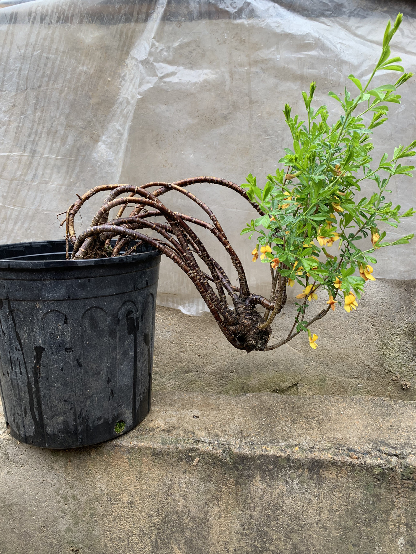 一物一拍 按图发货 观花盆景植物黄金雀盆景盆栽金雀花苗树桩盆景
