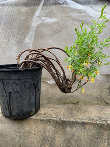 一物一拍按图发货观花盆景植物黄金雀盆景盆栽金雀花苗树桩盆景