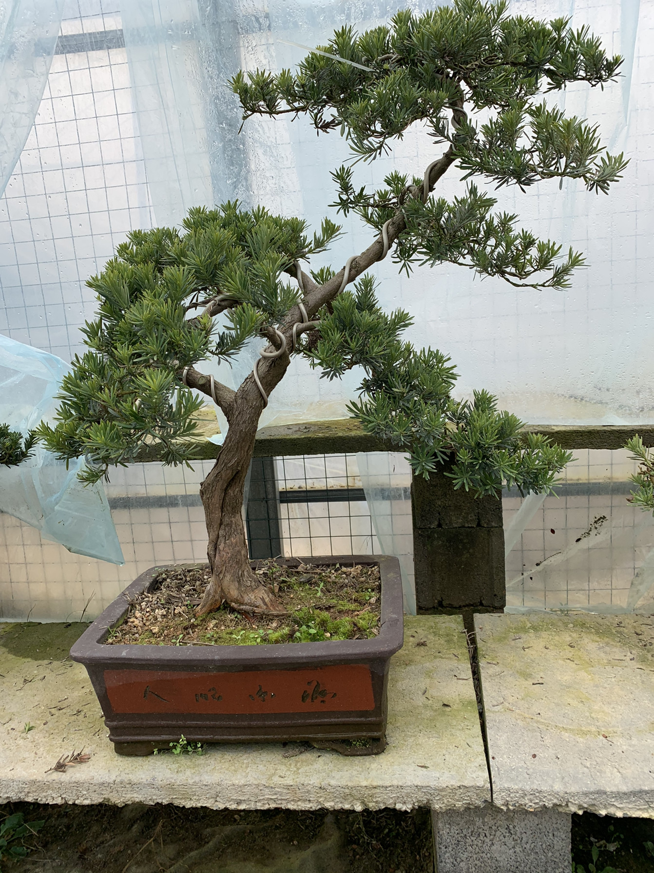 大树造型罗汉松盆景 中大型雀舌罗汉松盆栽 室内外绿植盆栽 实物