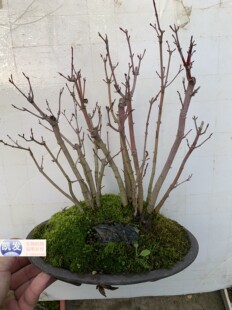 原生红枫小苗清姬日本红枫苗原生鸡爪槭枫 盆景素材盆栽丛林式组