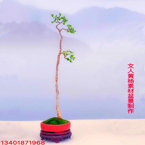 小叶黄杨盆景素材文人黄杨盆景