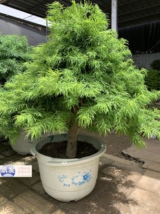 金钱松盆景 微盆景素材苗 金钱树小苗 金钱松盆栽